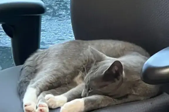 Lost pets Pflugerville, photo: Lost Cat: Dark Gray, Green Eyes, Pflugerville