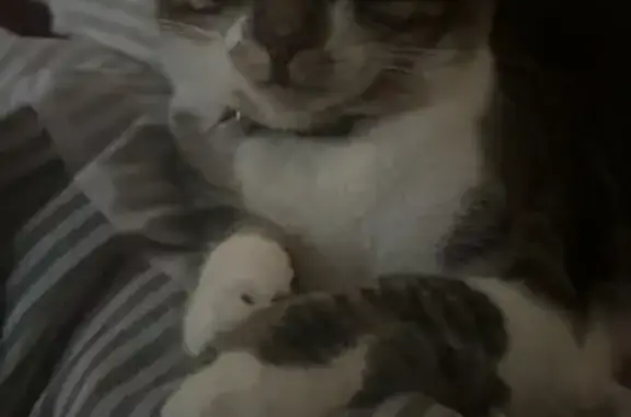 Missing cat Goose Creek, photo: Lost Sweet Tabby: Vallejo St, Goose Creek
