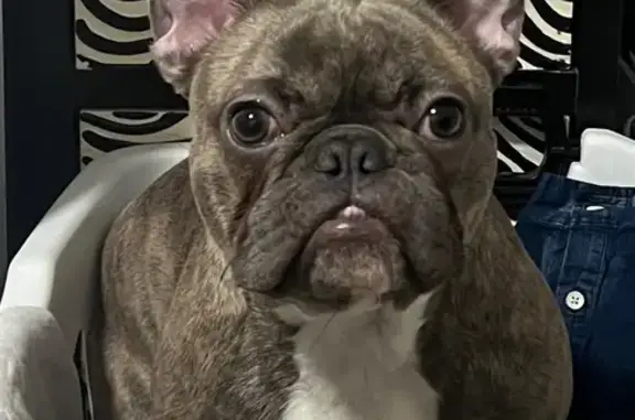 Lost pets East Orange, photo: Lost Brindle French Bulldog in E. Orange