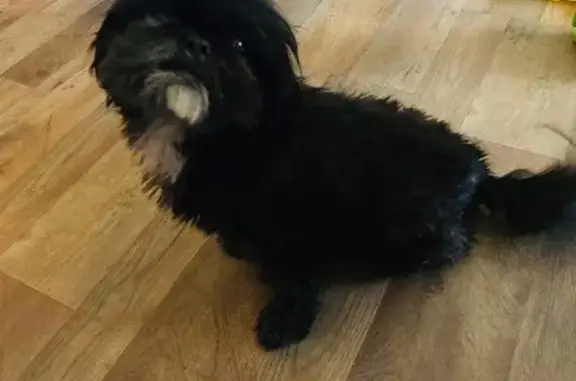 Lost Dog with White Chin - Ed Ward Rd