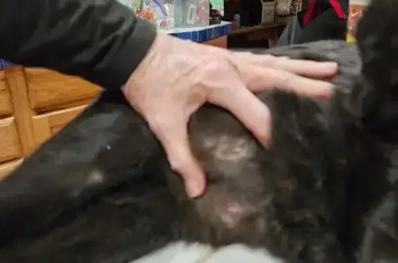 Lost Black Cat: Spooky Needs Your Help!