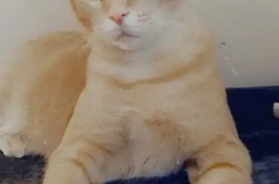 Lost Giant Orange Tabby - 108th Ave