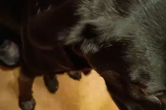 Lost and found pets , photo: Found Young Black Dog on Arcade St, 1563