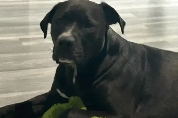 Lost Dog: Black & White, Name: Shadow