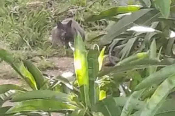 Chat gestante trouvée Allées Marines Bayonne - photo