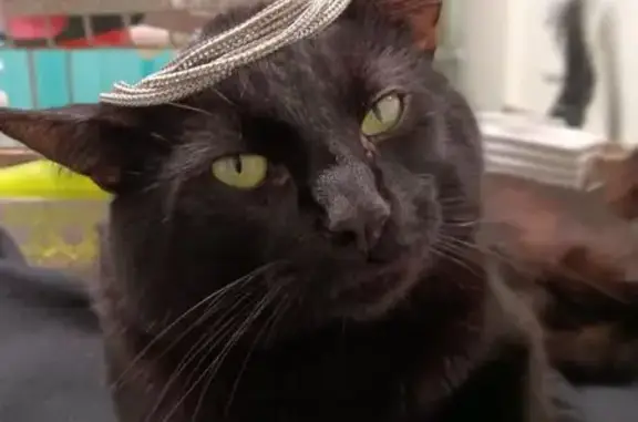 Lost and found pets Tustin, photo: Lost Black Cat: Yellow Eyes, Bald Spots