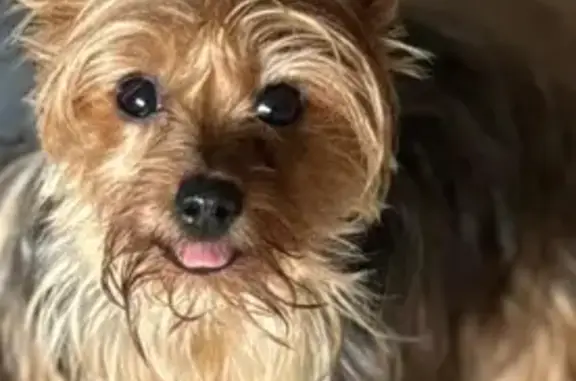 Lost Yorkie Scarlett: Fast, Loves Treats