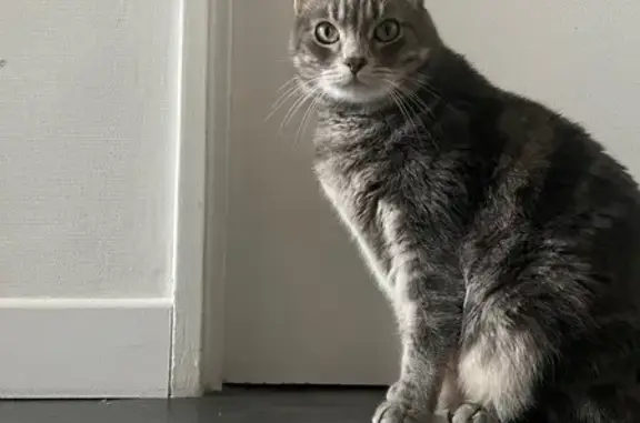 Chat gris perdu, grand et curieux, Caen - photo