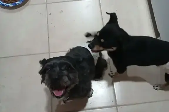 Found dog Las Vegas, photo: Found: Friendly Small Black Dogs in Vegas