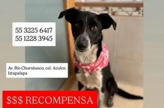 Perro Perdido con Pechera Verde en Iztapalapa
