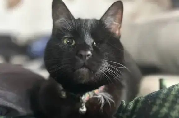 Lost Black Cat, One-Eyed, Hanover St, 1073