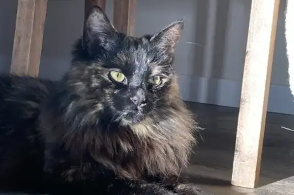 Animaux perdus Bordeaux, photo: Chatte écaille perdue, Bd Jules Simon, Bordeaux