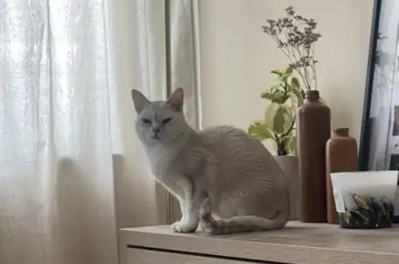 Chat perdu, Wasquehal, photo: Chatte perdue, pelage blanc/gris, Wasquehal