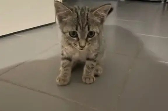 Chat trouvé Nouvelle-Aquitaine, photo: Chatonne tigre gris-blanc trouvée à Périssac
