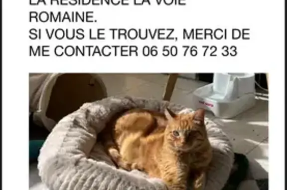 Animaux perdus Montpellier, photo: Chat roux tigré perdu, Montpellier