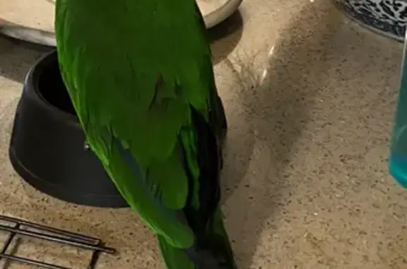 Help Find Our Lost Eclectus Parrot!