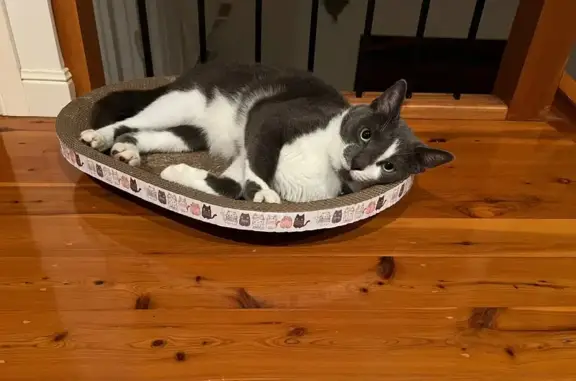 Lost Cat: Grey & White, Parnassus St, BNE