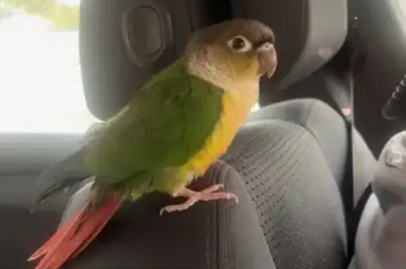 Animaux perdus Nogent-sur-Oise, photo: Conure perdue à Nogent-sur-Oise