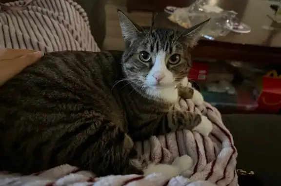 Missing cat San Diego, photo: Lost Tabby: White Paws in San Diego