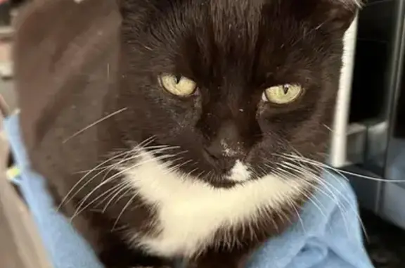 Lost Cat Toby: Black & White, Caswell St