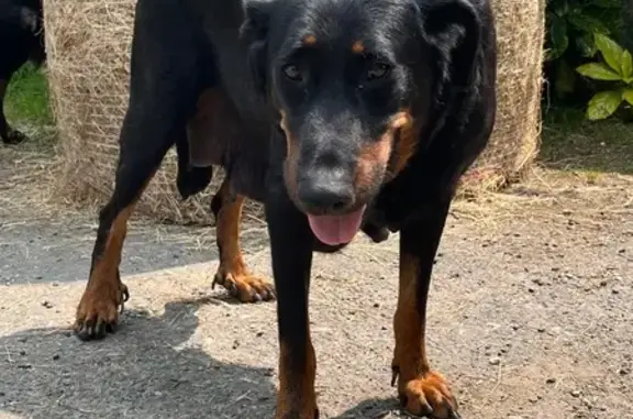Chien perdu , photo : Chien perdu, boîte pattes avant, Meilhards