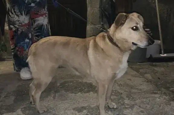 Chienne sable-blanche trouvée à Gouttières - photo