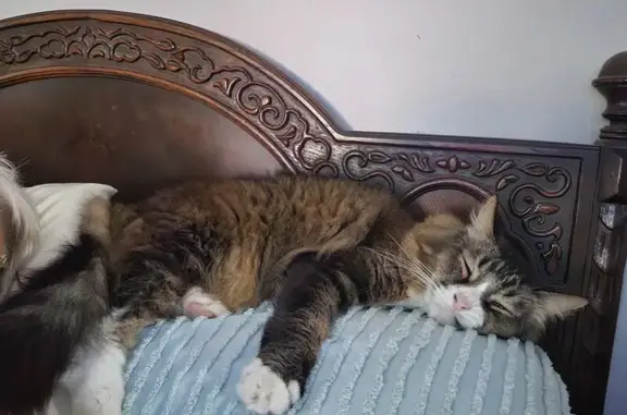 Lost Maine Coon Mix: Glenfield Drive