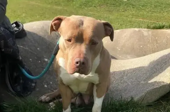Perra Bully Perdida: Responde al Nombre Bizi