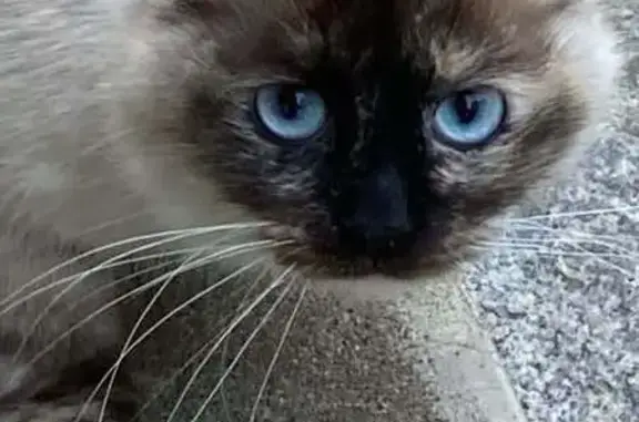 Chat type sacré de Birmanie trouvé Lorient - photo