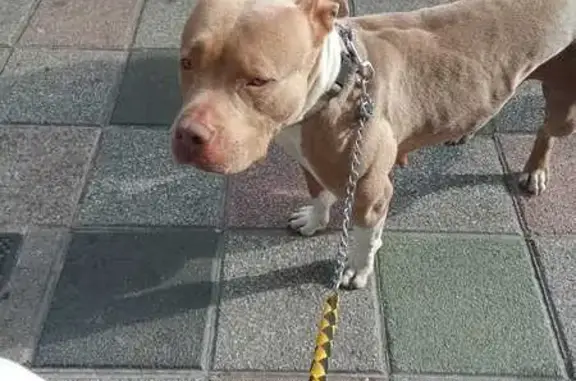 Perra American Bully Perdida en Landa