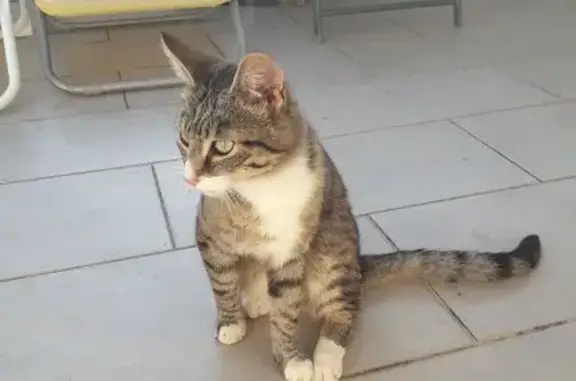 Chat trouvé Saint-Denis-de-Pile, photo: Chat tigré non castré trouvé à Saint-Denis