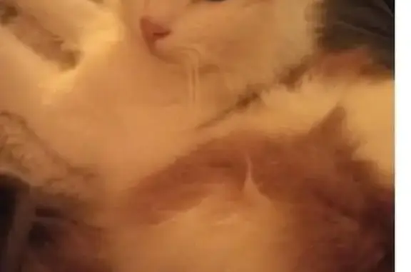 Chatte perdue blanche/rousse à Gaillac - photo