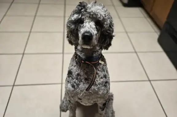 Lost Blue Merle Poodle in Darlington