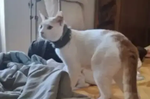 Chat perdu à Étampes : blanc et roux, blessé - photo