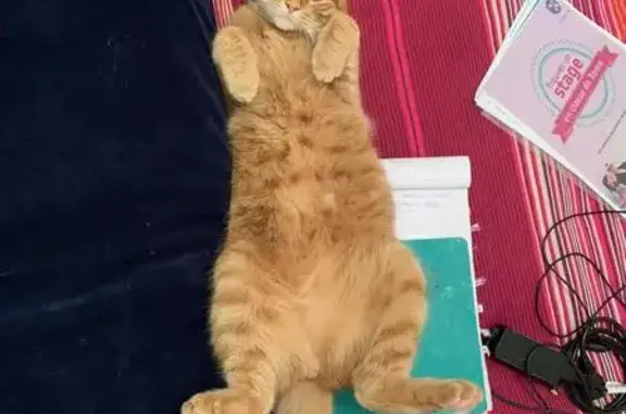 Chat roux perdu, très câlin, Évreux - photo