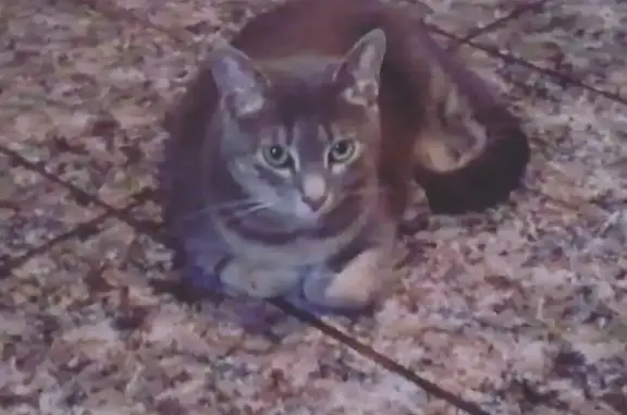 Gatos perdidos, Barcelona, foto: Gato Gris Perdido en Barcelona: ¡Ayuda!