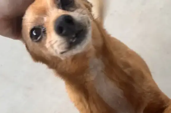 Lost Chihuahua: Unique Toes, Time Square