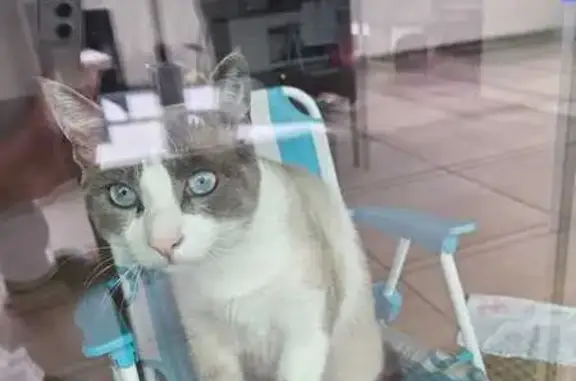 Animaux perdus Besançon, photo: Chat perdu : Mokka, blanc sable, yeux bleus