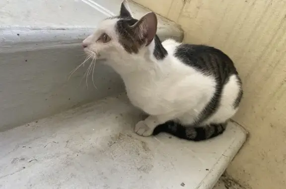 Chat blanc et tigré trouvé à Chasseneuil - photo