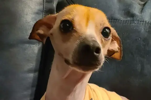 Missing dog Rockford, photo: Lost Hairless Dachshund Mix in Rockford