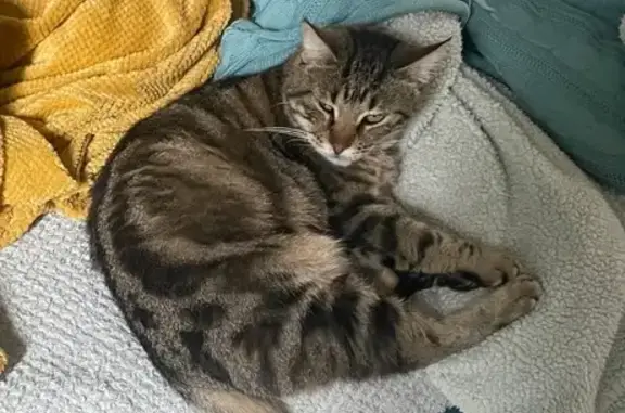 Chat tigré 5 ans perdu à Alès - photo