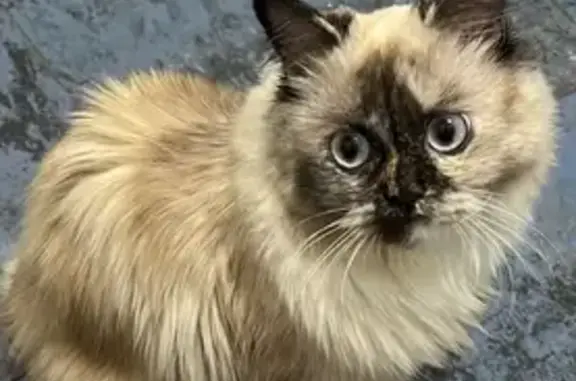 Se busca: Gata persa blanca en Terrassa