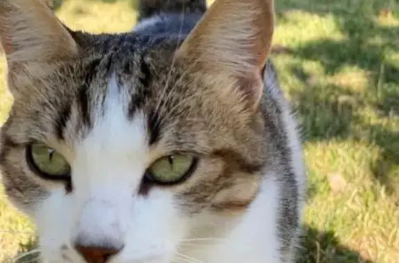 Chat perdu, peureux, opéré, Rue du 8 Mai - photo