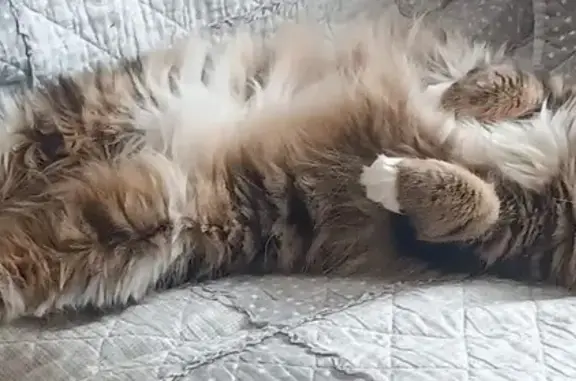 Chat perdu, tigré long poil à Francueil - photo