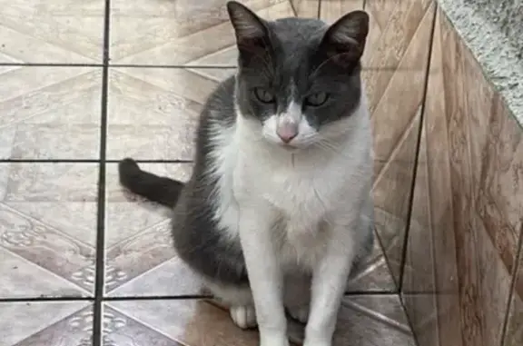 gato desaparecida
