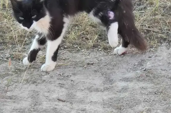 Animaux trouvés Sennecey-le-Grand, photo: Chat noir et blanc blessé à Sennecey