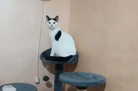 ¡Gato Perdido! Blanco y Negro en Sevilla