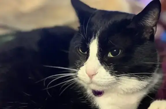 Lost and found pets Lakeville, photo: Lost Tuxedo Cat: Upper 167th St, Lakeville