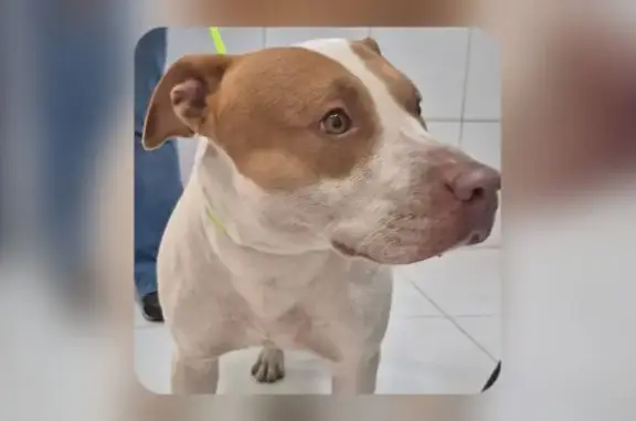 cachorro encontrada