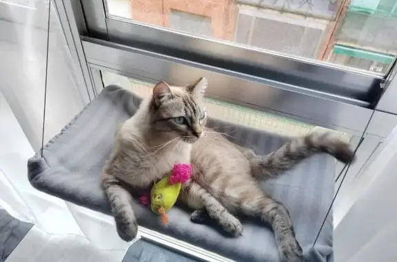 Gato Beige Perdido: Ojos Azules y Corte en Oreja